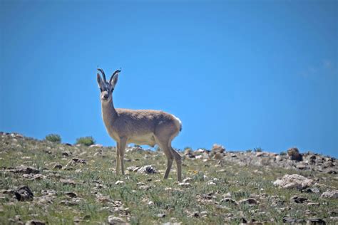 A Survey Of India's Tibetan Gazelle Population | Nature inFocus