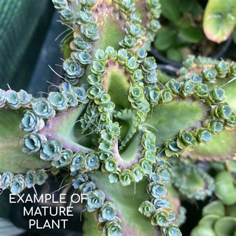 Mother of Thousands (Kalanchoe Daigremontiana) – Tropicals/Houseplants › Anything Grows