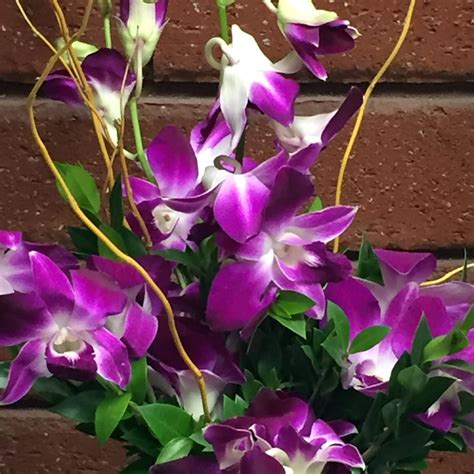 Dendrobium Bombay Purple Orchids Vase in San Diego, CA | House of Stemms