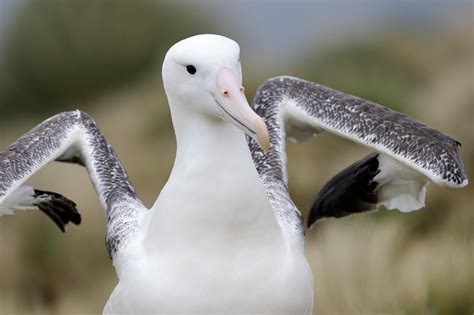 4 Extreme Adaptations that Make Seabirds the Masters of Sea and Sky ...