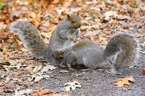 Fighting squirrels (20 pics + 2 videos) - Izismile.com