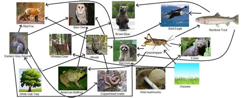 Deciduous Forest Food Web