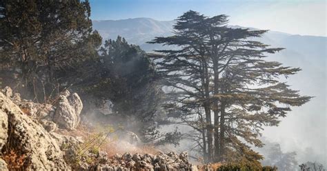 20+ Breathtaking Pictures Of Cedars From All Over Lebanon