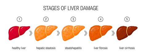 7 Signs of Liver Problems in Dogs and What to Do About Them