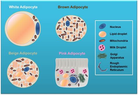 Adipose Tissue: Physiology to Metabolic Dysfunction - Endotext - NCBI ...