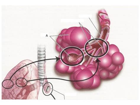 Ch.1 Histology Tracheobronchial Tree Diagram Flashcards | Quizlet