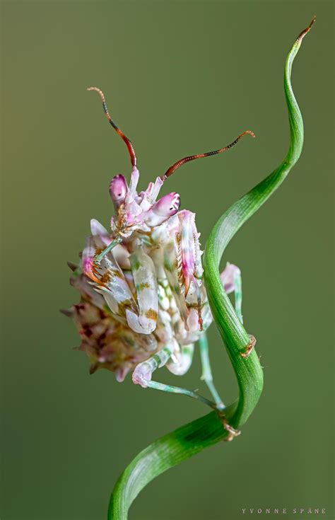 Spiny Flower mantis | Beautiful bugs, Cool insects, Weird insects