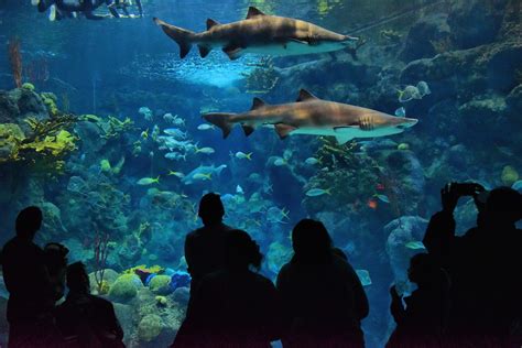 Sharks Swimming at Coral Reef Exhibit at Aquarium in Tampa, Florida - Encircle Photos