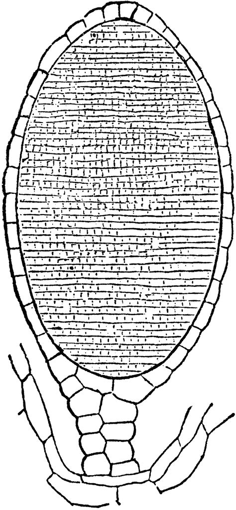 Section through Antheridium of Liverwort | ClipArt ETC