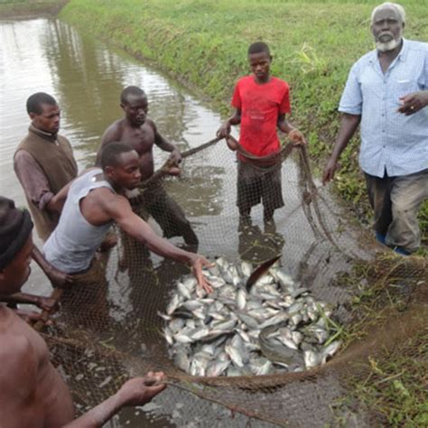 Lessons on fish farming from Uganda - Daily Monitor