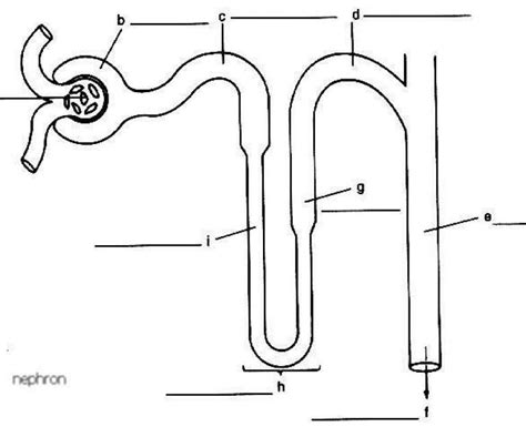 Image result for diagram nephron to label | Science notes, Science images, Anatomy and physiology