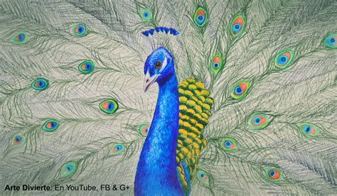 Pavo Real Dibujo Coloreado