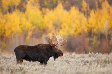 Encountering Majestic Swedish Moose: A Guide to Sightseeing