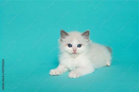 Cute ragdoll kitten with blue eyes lying down on a blue background ...