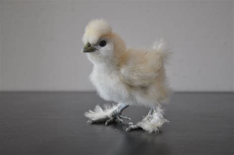 Silkie Baby Chicks