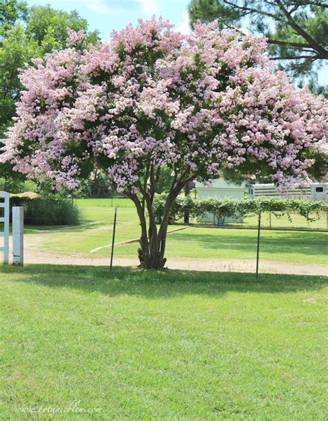 Botanic Bleu: Pink Crepe Myrtle | Why Southern Gardeners Love Them