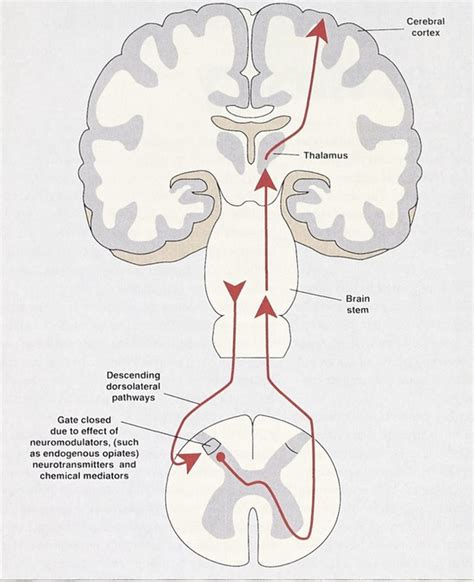 Gate Control Theory Of Pain Diagram | The Best Porn Website