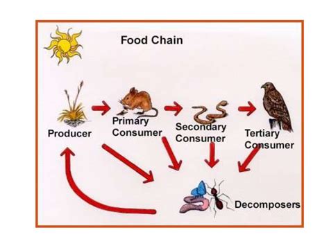 Animals. Food chain - online presentation