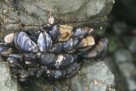 File:California Mussels 002.jpg - Wikipedia