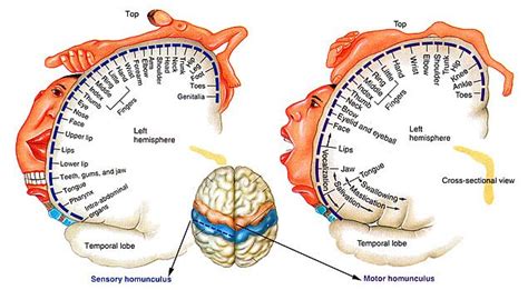 Brain Homunculus or "little man" - Avani Yoga Academy