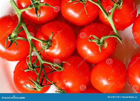 Ripe Tomatoes stock photo. Image of tomato, vegetables - 6181118