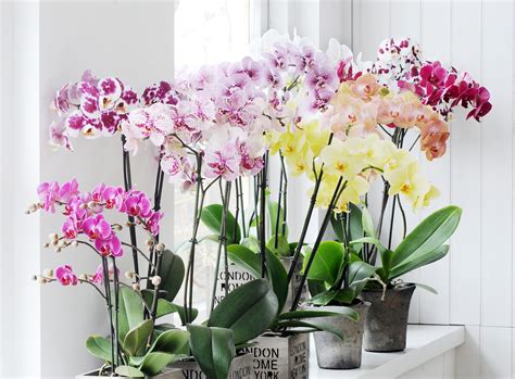 The 7 most popular orchid varieties