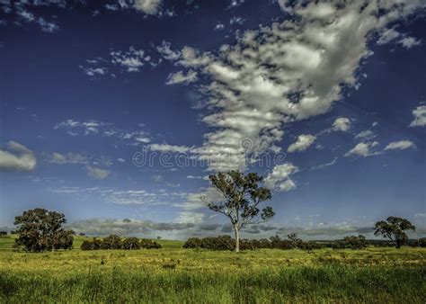 New South Wales Australia Landscape Stock Photo - Image of country, kangraoo: 89699004