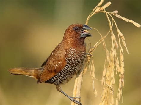 Scaly-breasted Munia Bird Facts (Lonchura punctulata) | Bird Fact