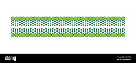 Scientific Designing of Phospholipid Bilayer Structure. The Cell ...