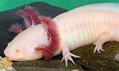 Meet The 7 Cutest Axolotls In The World