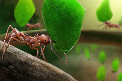 Leafcutter ants, insect famers - Natural History Curiosities