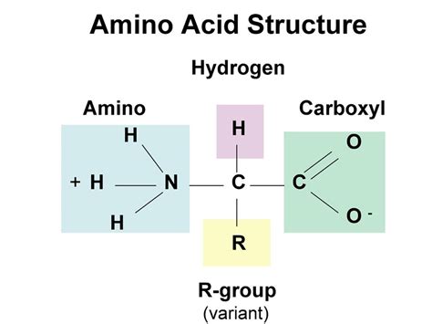 Proteins and Amino Acids: Discovery of the Unicist Ontology of Amino ...