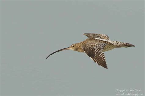 Eurasian Curlew | Focusing on Wildlife