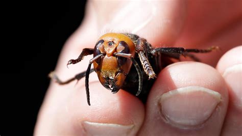 Video of praying mantis eating a murder hornet goes viral because that ...