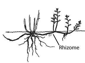 Rhizomes’ and how they are different to trees! — A community psychology approach’ | by Dr Helen ...