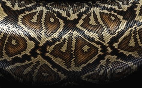 Black Snake Skin Wallpaper - WallpaperSafari