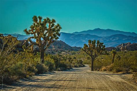 Famous Trees In National Parks | Find Your Park