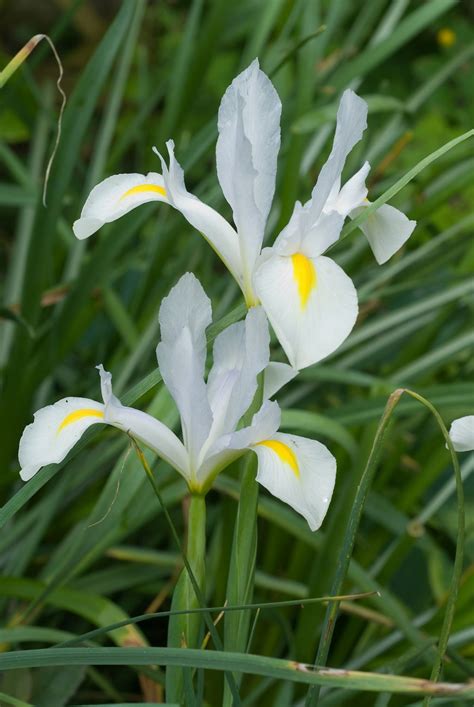 Iris Types And Varieties - Different Iris Types To Grow In The Garden