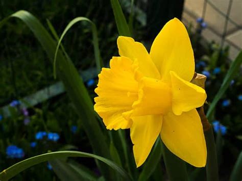 10 Types Of Yellow Daffodils - A-Z Animals