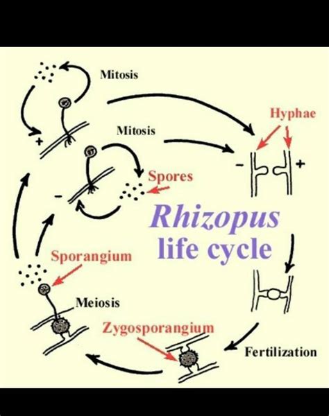 ️ ️ BE BRAINLY♥️♥️Draw the life-cycle of Rhizopus.. - Brainly.in