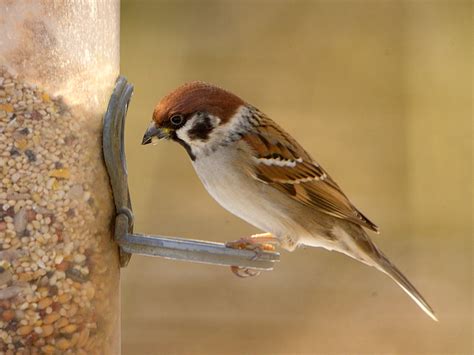 tree sparrow | BirdForum