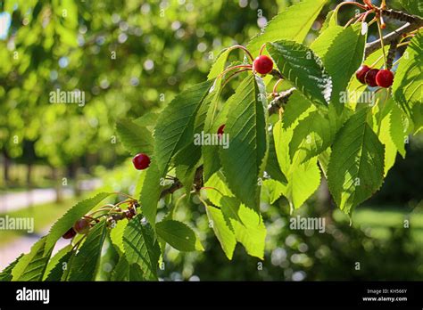 Cherry tree leaves hi-res stock photography and images - Alamy