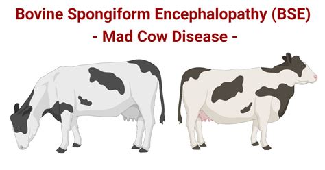 prigione vecchio Digitale mad cow disease symptoms in cows Proprio ...