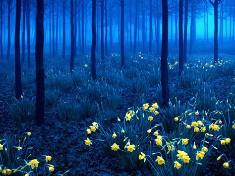 Black forest, Germany (at night) - Earth planet Photo (39492991) - Fanpop