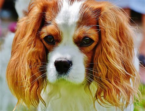 Dog Breeds Similar To English Toy Spaniel » SimilarBreeds.com