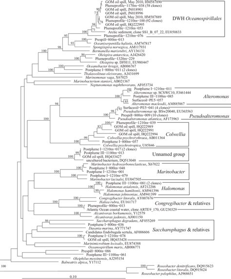 Phylogeny of Gammaproteobacteria (Oceanospirillales and Alteromonadales... | Download Scientific ...