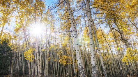 🔥 [40+] Aspen Tree Wallpapers | WallpaperSafari