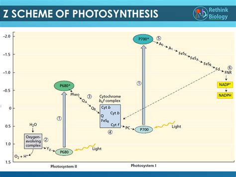 Rethink Biology - #Concept_Check Z Scheme of...