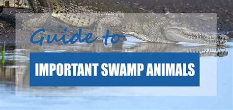 List of Animals That Live in Swamp Ecosystems 2023 [Updated] - Pond Informer