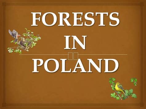 PPT - FORESTS IN POLAND PowerPoint Presentation, free download - ID:9477879